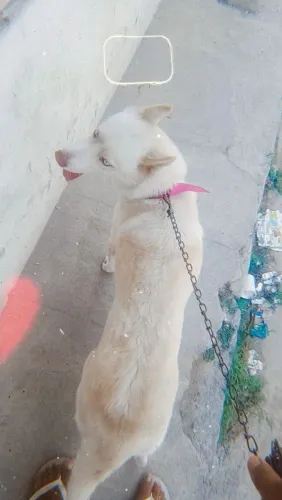 Cachorro 