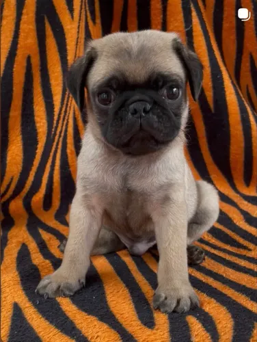 Pug macho