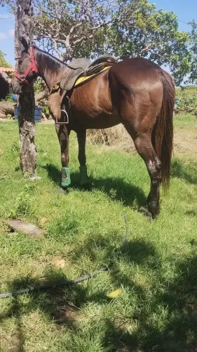 Égua de Direita