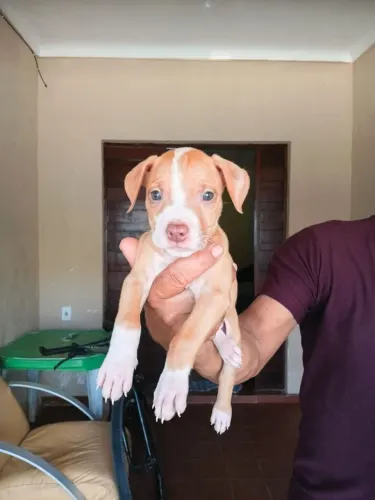 Filhotes de Pit Bull