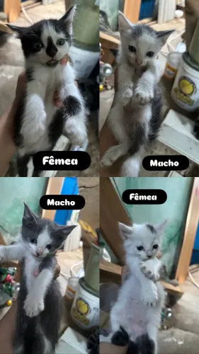 Gatinhos p doação
