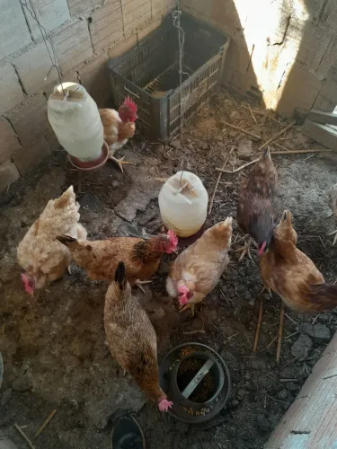 Galinhas caipirão peso corte