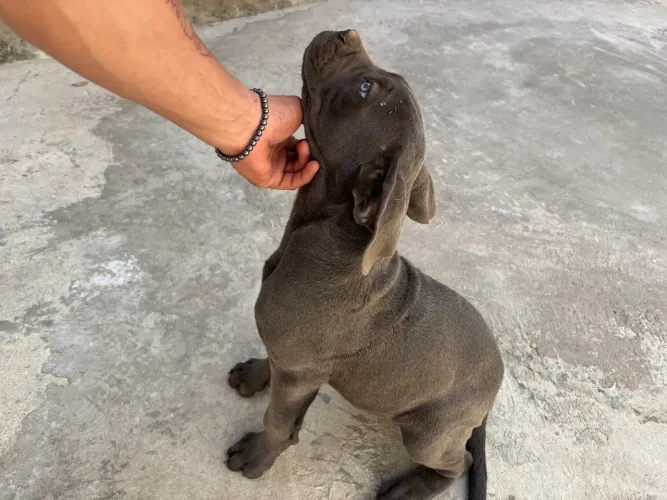 Filhote de Cane Corso macho