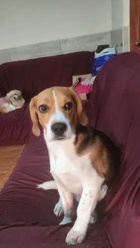 Doando Meu Beagle.