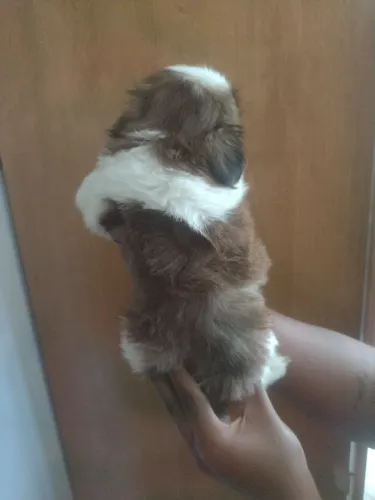 Shih tzus fêmea.