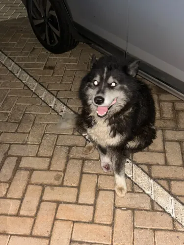 Husky