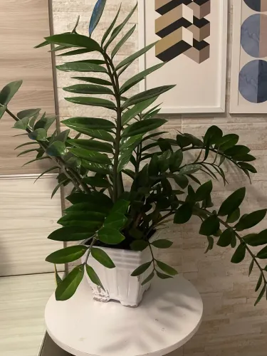 Vendo planta Zamioculca com jarro