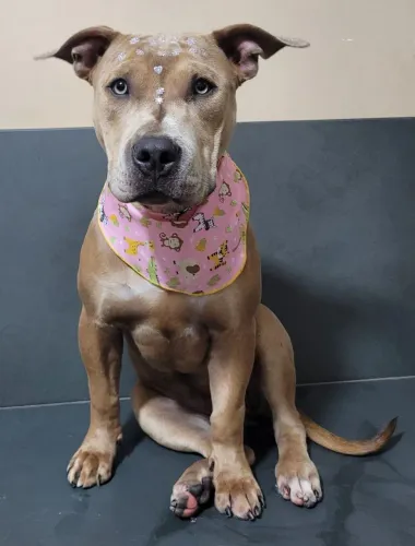 Vendo Pitmonsters fêmeas ,6 meses com pedigree ,vermifugadas e. vacinadas...as