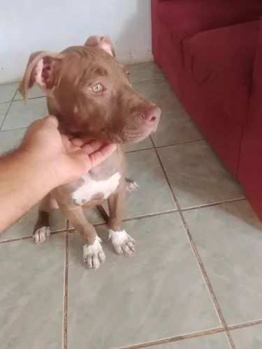 Vendo esse filhote de Pitbull moster fêmea com 4 meses