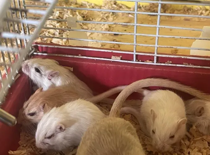Esquilo Mongólia 