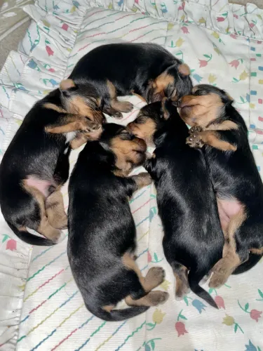 Filhote de yorkshire 