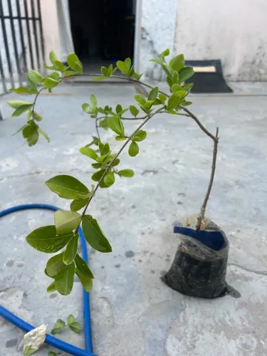 Frutífera enxertada