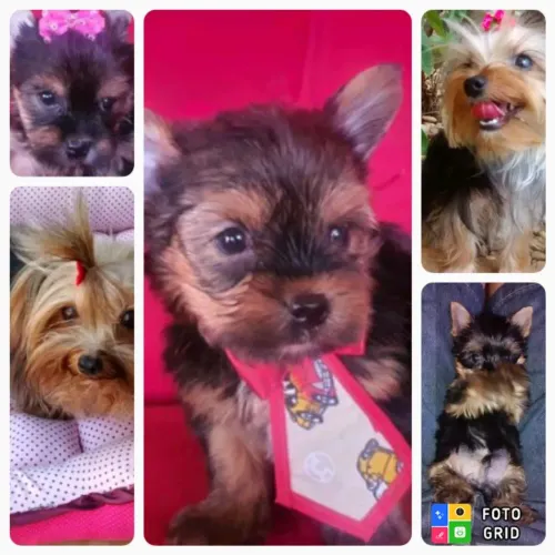 YORKSHIRE MICRO PROMOÇÃO PEDIGREE CBKC