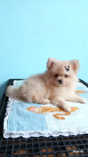 Lulu da Pomerânia 