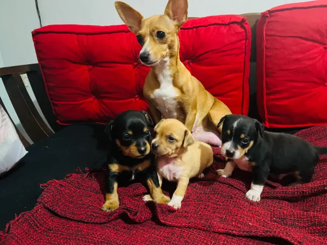 Cachorro pinscher pra vender macho N2