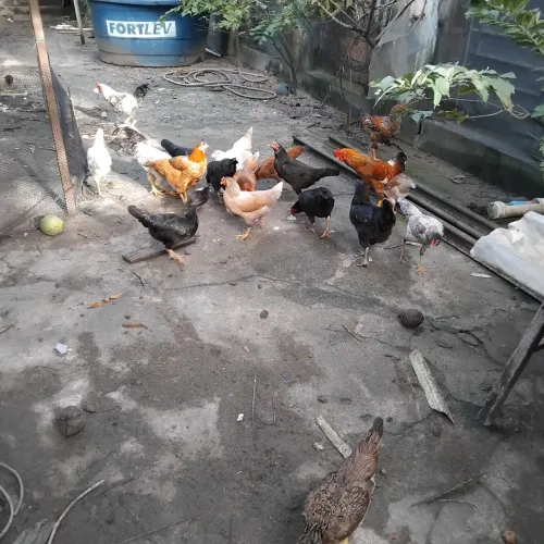 Vendo 23 galinhas de capoeira a $: 50 reais cada, pra vender logo.