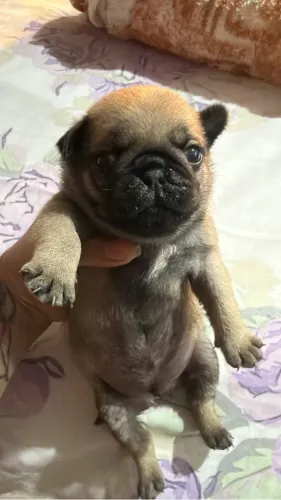 Vendo lindos filhotes de Pug *