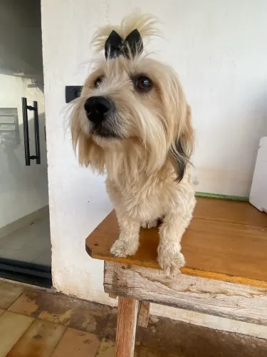 Lhasa com york fêmea