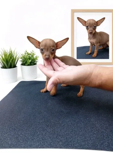 Pinscher fofura garantida
