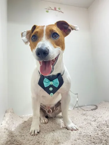 Cachorro Jack Russell procura fêmea para cruzar