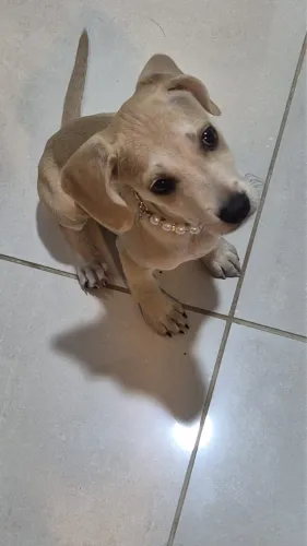 Adoção responsável/ cachorro fêmea