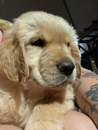 Golden retriever