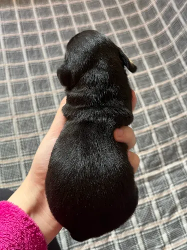 Vendo Dachshund macho