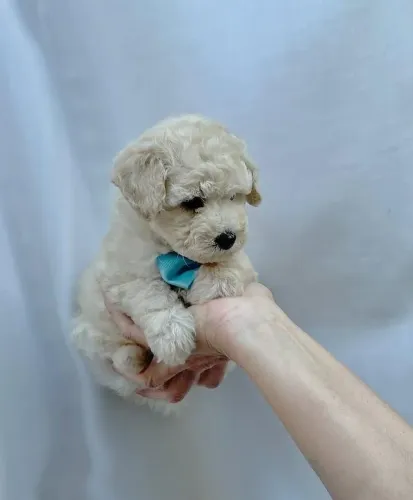 filhotes de poodle micro toy machos