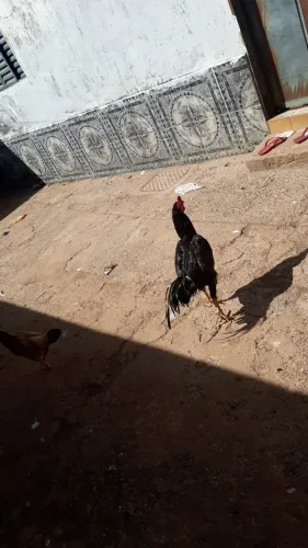 Galos e galinha