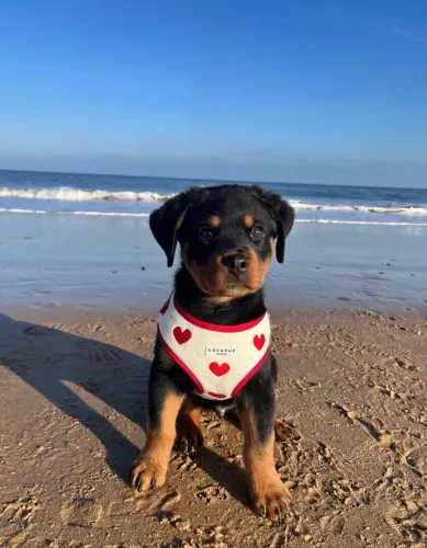 Seu novo melhor amigo está aqui! Filhotes de Rottweiler fortes, dóceis e cheios de persona