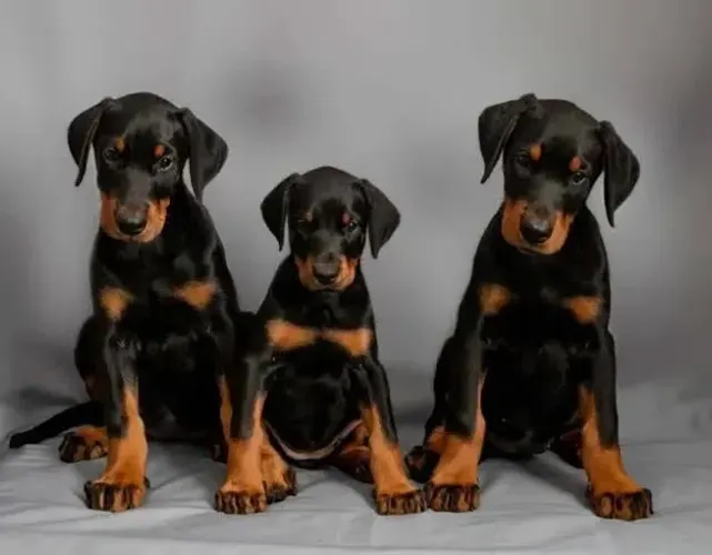 Doberman Preto e Canela