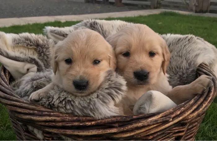 Golden Retriever | Um olhar e você se apaixona
