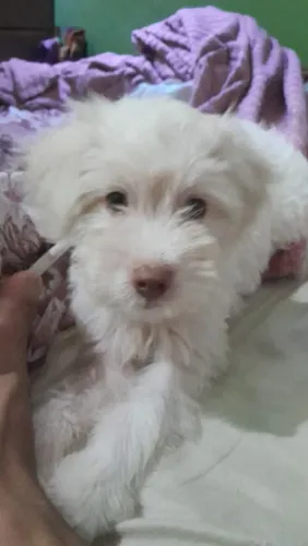 Poodle X maltês 