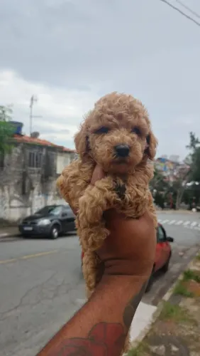 Poodle Red - Um lindo filhote para amar.