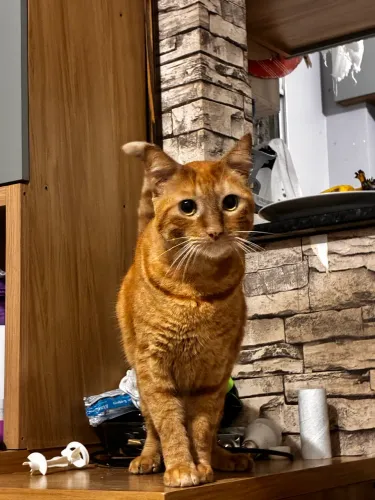 Doando gatos