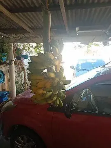 Presto serviços em chácara ou sítio