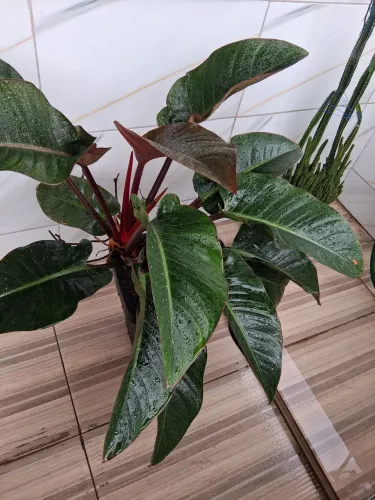 Planta cheias de folhas lindas