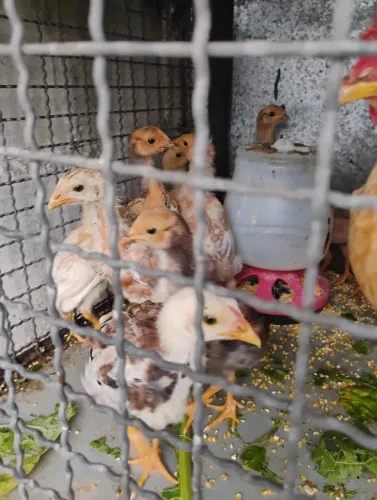 Franguinhos Caipira 60 dias