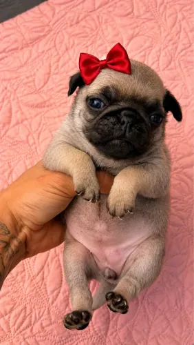 filhotes de Pug para venda 