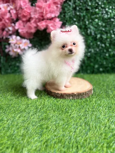 Spitz alemão Fêmea 