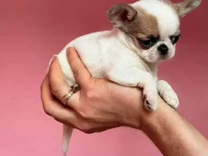 Chihuahua,Chihuahua Filhote Pequeno, Vacinado e Vermifugado com Todo Cuidado