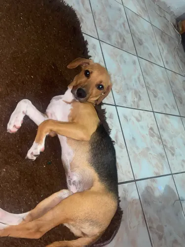 Doação cachorra fêmea