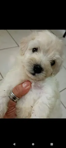 Maltês miniatura macho