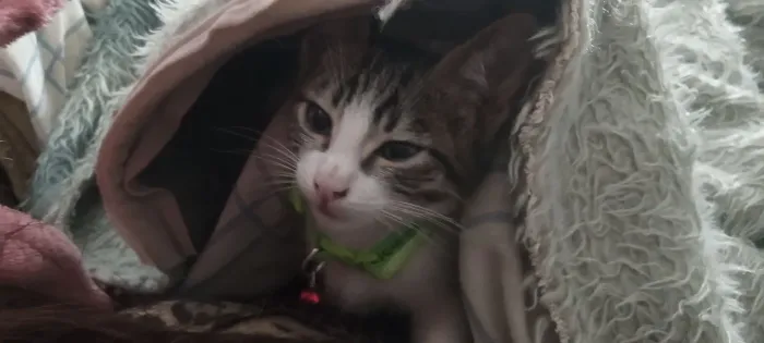 Gatinho