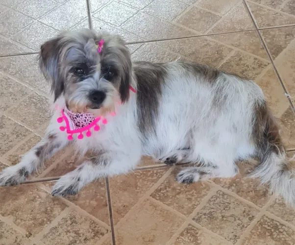 Doa se cachorrinha