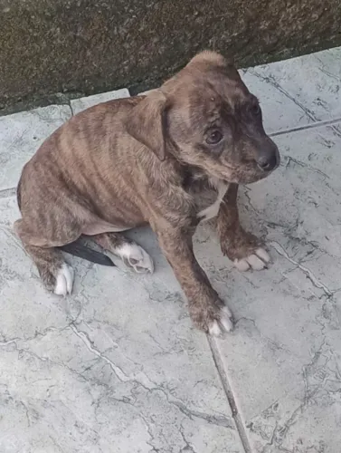 Cachorro