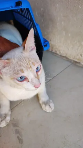 Gatinhos para adoção 