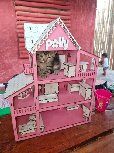 Doação de gatos 