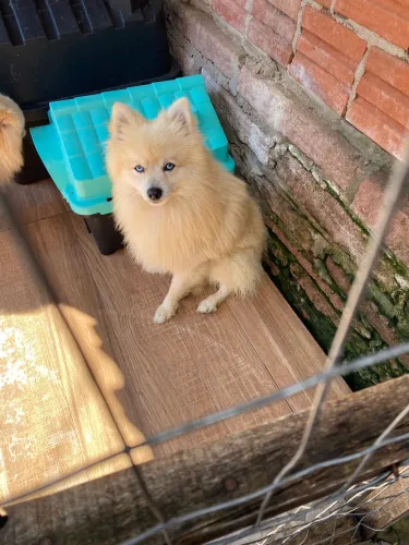Macho adulto de Lulu 