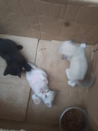 Gatos filhotes para adoção